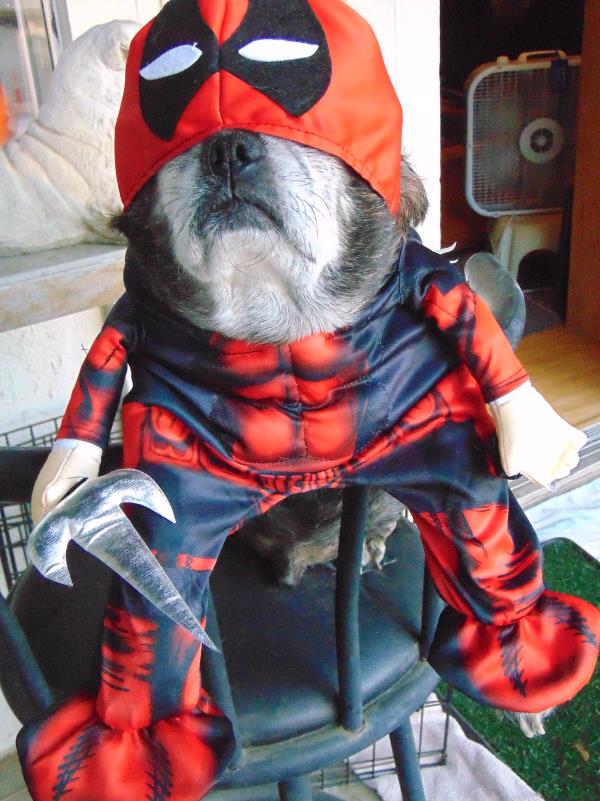 /images/uploads/pug nation rescue of los angeles/pugnation2020/entries/10981thumb.jpg